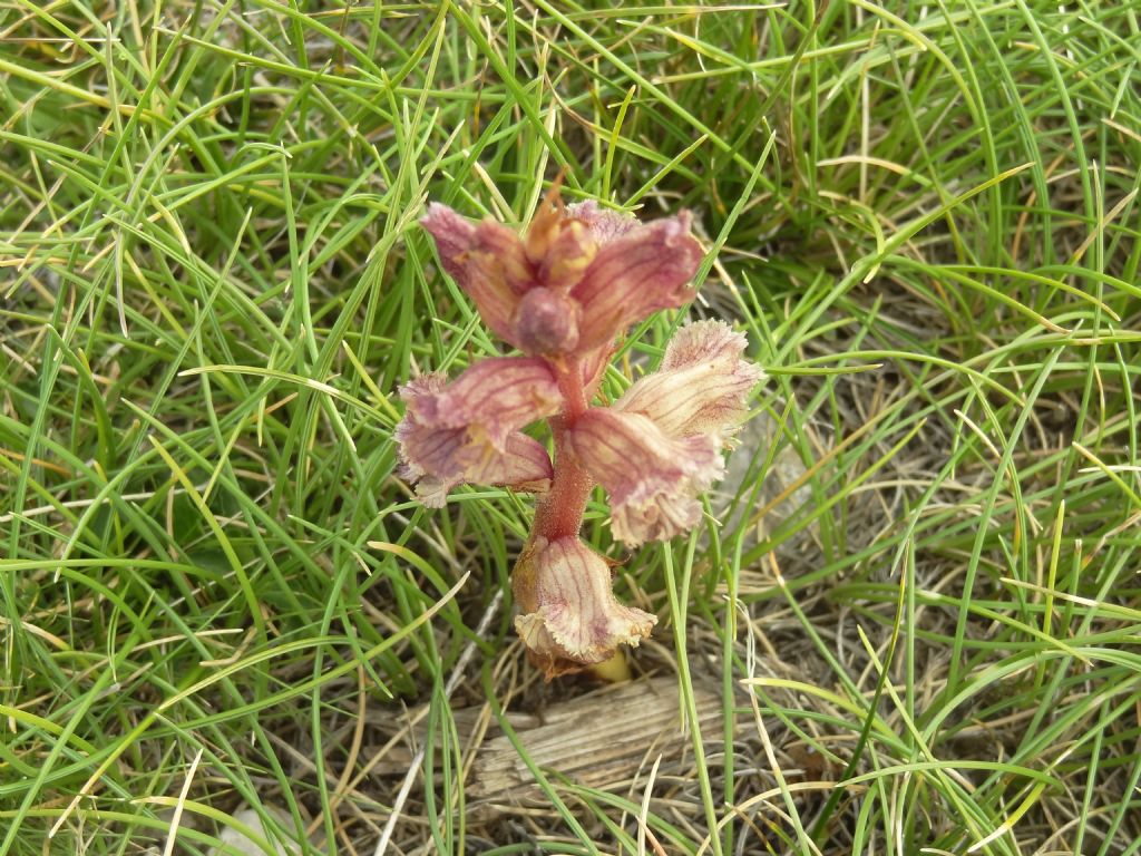 Orobanche alba / Succiamele del serpillo